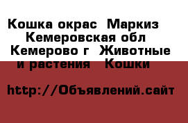 Кошка окрас “Маркиз“ - Кемеровская обл., Кемерово г. Животные и растения » Кошки   